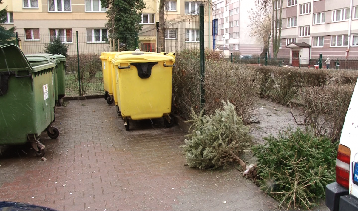 Odbiorą choinki bezpłatnie 