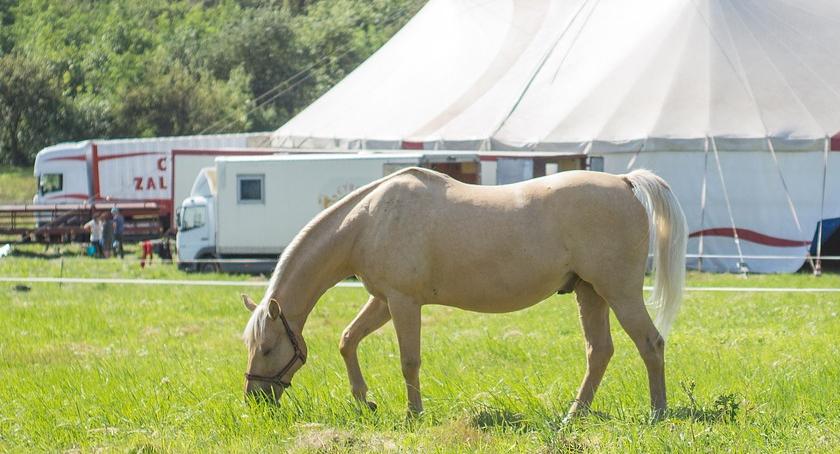 Legnica nie wprowadzi zakazu dla cyrków, ale będą miały pod górkę