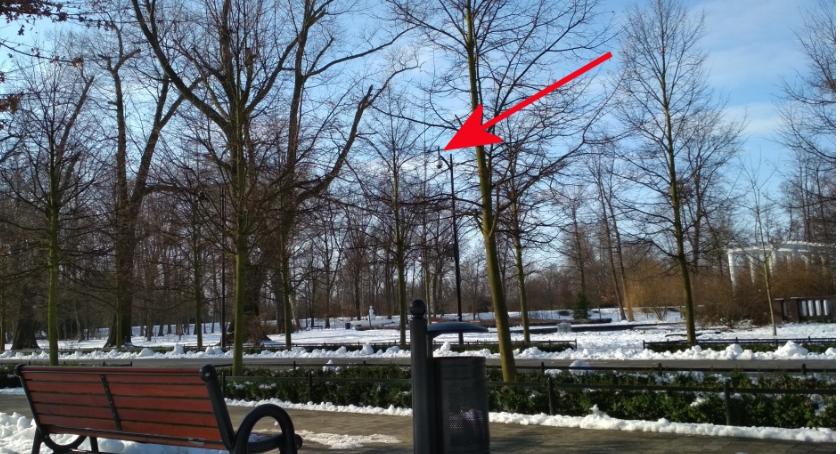 Kamery w parku to fuszera. Wiosną będą monitorować … liście