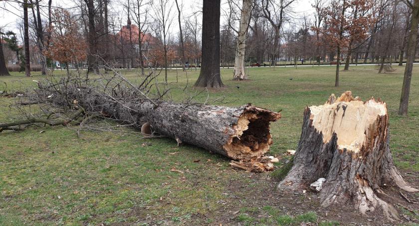 W weekend mocno wiało. Połamane drzewa, uszkodzony ITS