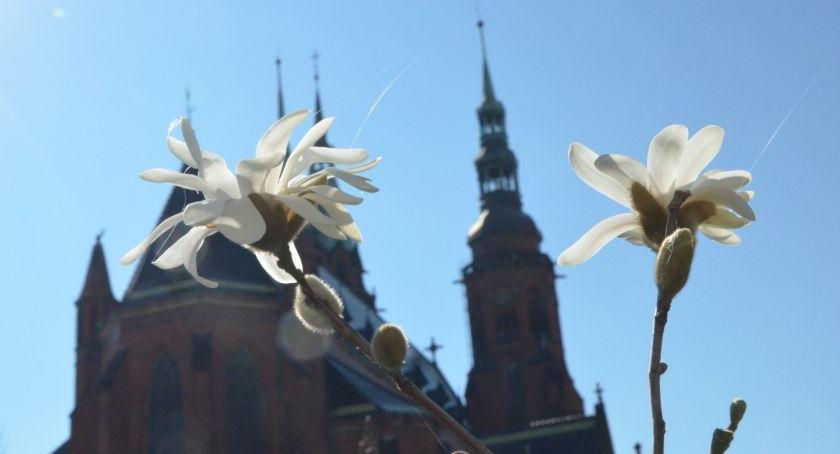 Wiosna w Legnicy już na całego - zakwitły pierwsze magnolie! [FOTO]