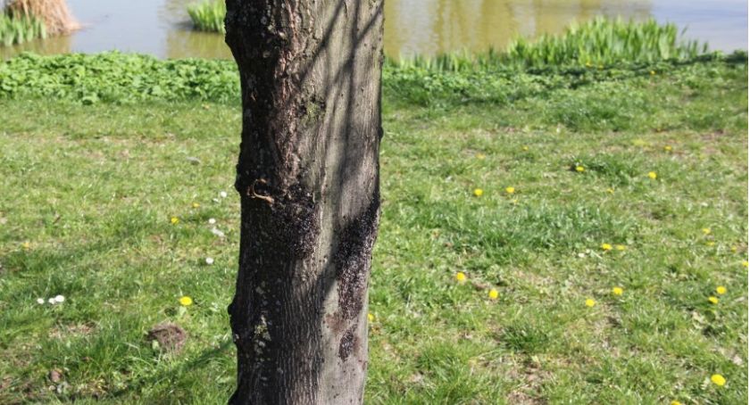 Urzędnicy walczą z pluskwiakiem. Skąd się wziął w Legnicy?