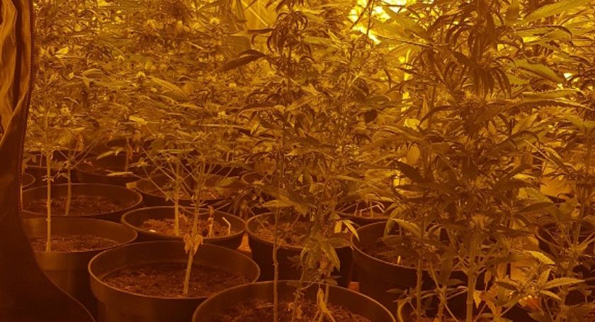 Plantacja marihuany w mieszkaniu. Policja zatrzymała 39-letniego hodowcę