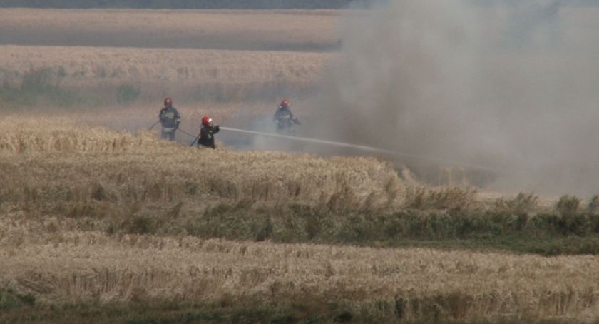 Strażacy zmagali się z pożarem zboża w podlegnickim Ulesiu [WIDEO]