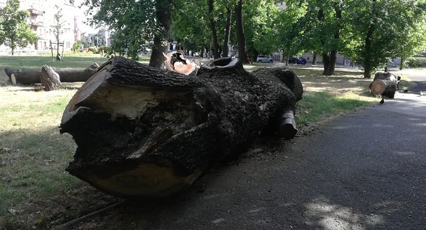 Dlaczego ścięte drzewo leży nie usunięte od roku? Ciekawa odpowiedź 