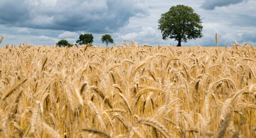 Legniccy rolnicy mogą już oszacować szkody spowodowane suszą 
