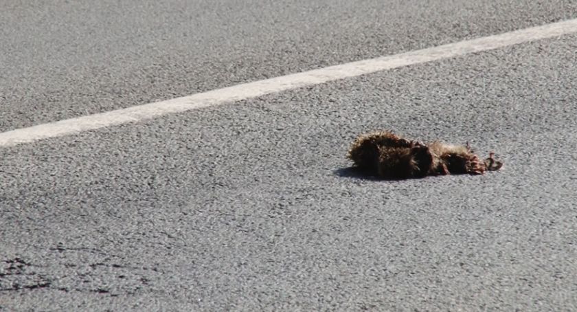  Kto ma sprzątnąć nieżywe zwierzę z ulicy zanim auta rozjadą je do końca? 