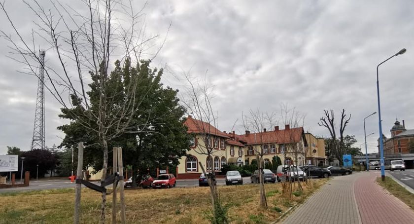 Wyschnięte drzewa elementem nowej ekopolityki Krzakowskiego? [ZDJĘCIA]