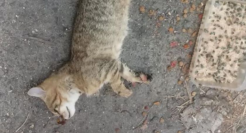 Ktoś truje koty w legnickim browarze? Są kolejne zwłoki, policja bada sprawę