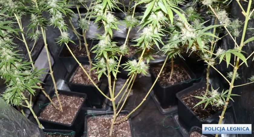 Plantacja na strychu i ponad 1000 porcji marihuany w domu