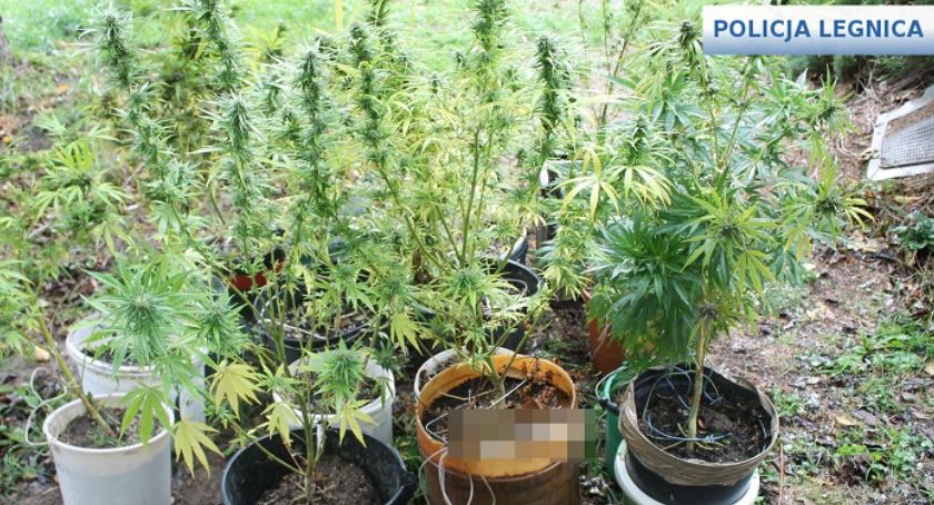 Plantacja marihuany pod Legnicą. Policja zatrzymała dilera [ZDJĘCIA] 