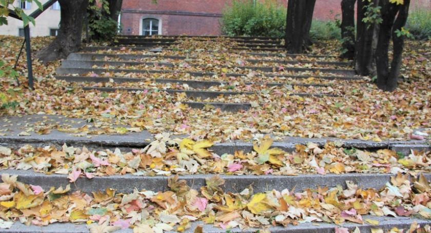 Rusza jesienna zbiórka liści. Sprawdź, kiedy przyjedzie do ciebie LPGK