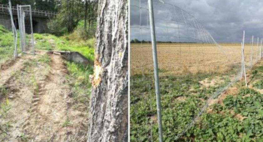 GDDKiA żali się na złodziei i rolników. Ogrodzenie A4 ma dziury
