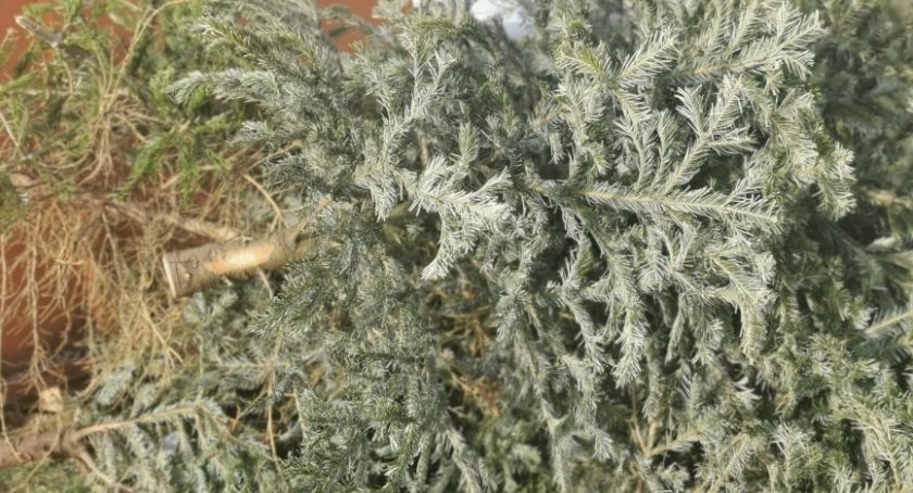 Po weekendzie w Legnicy rusza zbiórka naturalnych choinek