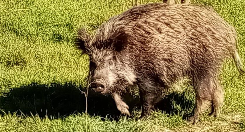 Mieszkańców Zosinka odwiedza nietypowy turysta z lasu! [ZDJĘCIA]