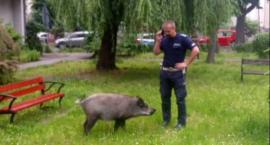Re:Legnicka policja złapała dzikiego rozbójnika łakomego na pierogi [FILM]