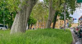 Legnica. Czy i kiedy miejskie służby zabiorą się za koszenie trawy? 
