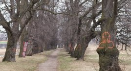 Cenna aleja lipowa w legnickim parku – stuletnie drzewa pomalowane sprejem! [ZDJĘCIA]