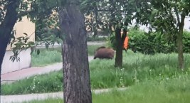 Po Piekarach buszował dzik. „Problem będzie z roku na rok większy” [ZDJĘCIA]