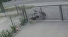 Bestialstwo! Mężczyzna otruł psa. Zobaczcie zdjęcie i nagranie [WIDEO]