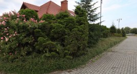 Bunt na Wierzbiaku. ZDM pozwolił na niszczenie zieleni. WIDEO