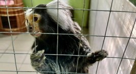 Kto odpowiada za umieralnię w palmiarni? Prokuratura stawia zarzuty
