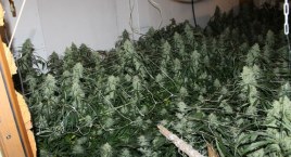 Trzy miesiące aresztu dla plantatorów marihuany z centrum Legnicy