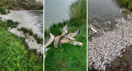 Padają ryby w Jeziorze Koskowickim i Jeziorze Tatarak