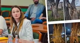 Legnica ma o jeden pomnik przyrody mniej. Co miasto zrobi z klonem na pl. Klasztornym? 