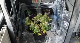 Plantator. Legniczanin zatrzymany za posiadanie i up…