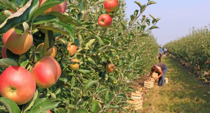 Wytyczne MRiRW i GIS dla producentów rolnych zatrudniających cudzoziemców przy pracach sezonowych