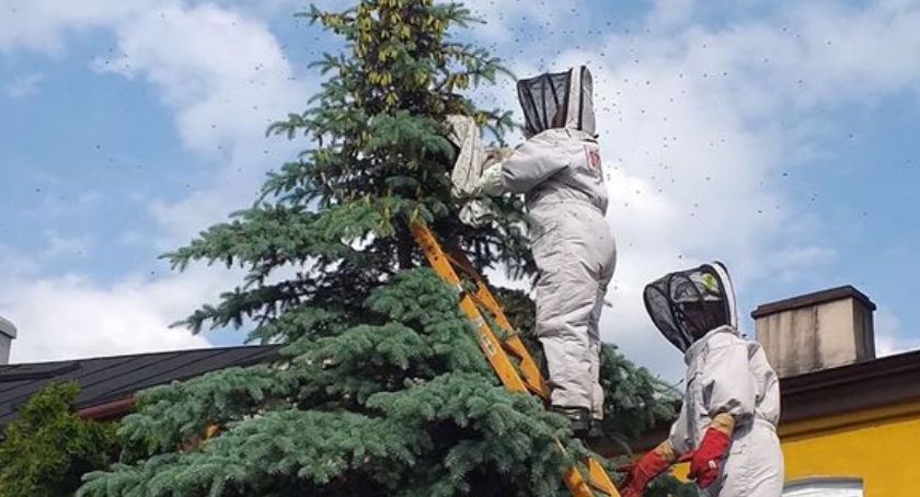Jak nie pożar czy wypadek drogowy to pszczoły