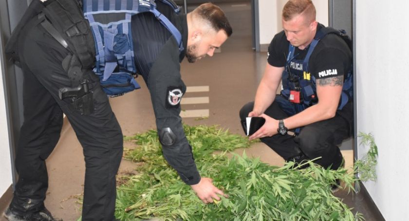 15-letni rolnik z własną plantacją marihuany - VIDEO