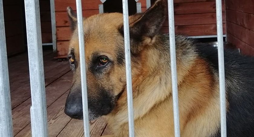 15 psów z Radys w kaliskim schronisku - pomóż znaleźć im bezpieczny dom 