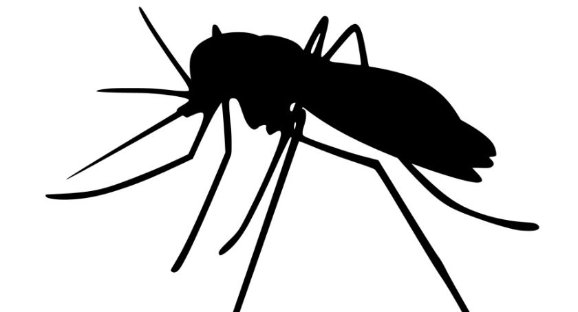 Domowe i naturalne sposoby na komary