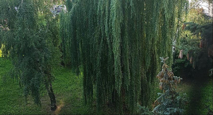 Wierzba pomiędzy budynkami przy ulicy Asnyka 50-52, przeznaczona do wycinki, ocalona! 