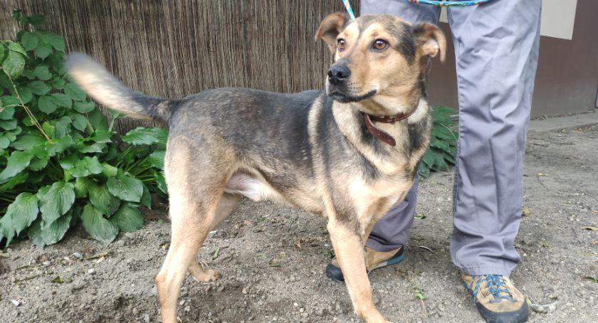 Do adopcji. Chuck