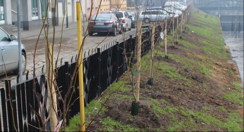 Najpierw konsultacje, czy od razu piła motorowa?