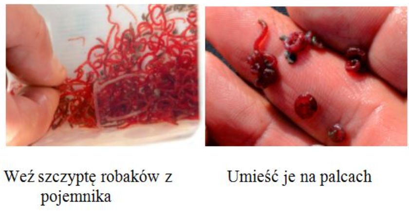 Ochotka, zimowa przynęta nr 1