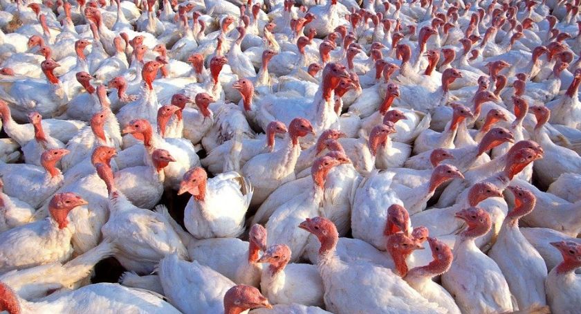 Ptasia grypa atakuje! Wykryto drugie ognisko choroby w powiecie kaliskim.