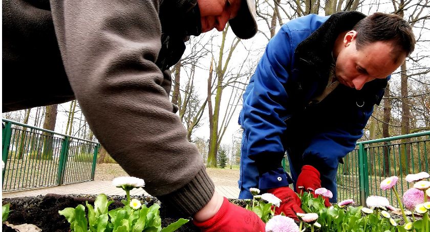 Kalisz rozkwita wiosną. Nowe nasadzenia w parkach, na skwerach i przy ulicach - ZDJĘCIA
