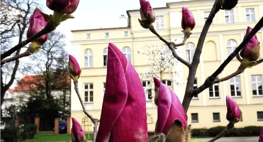 Posadzą drzewa w śródmieściu