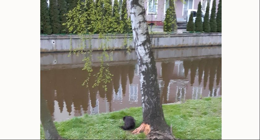 Morderca parkowych drzew sfilmowany na gorącym uczynku. FILM