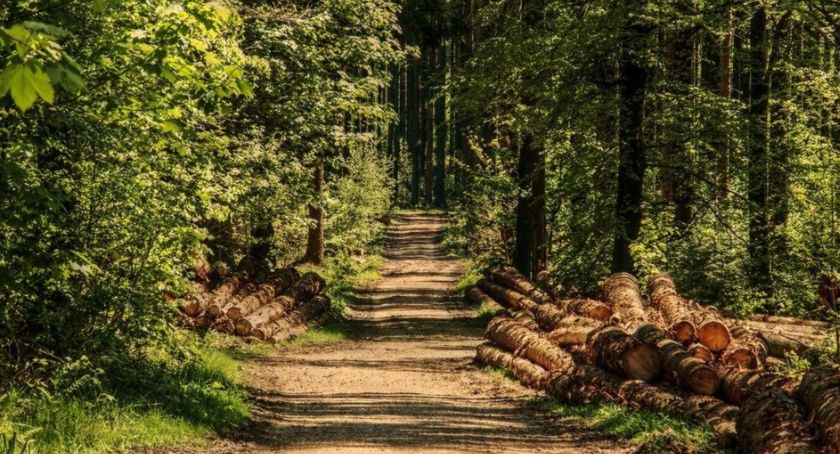 Dofinansowanie do prywatnych lasów