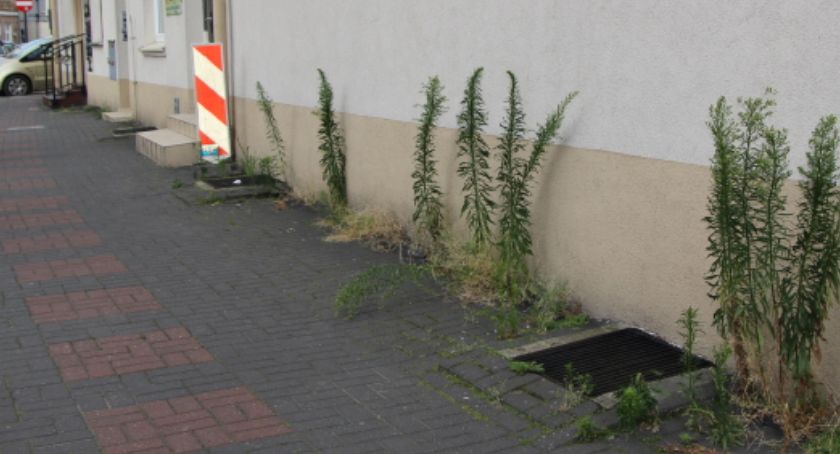 Centrum Kalisza to nie tylko Planty i ulica Zamkowa – chwasty ozdobą sąsiadujących uliczek