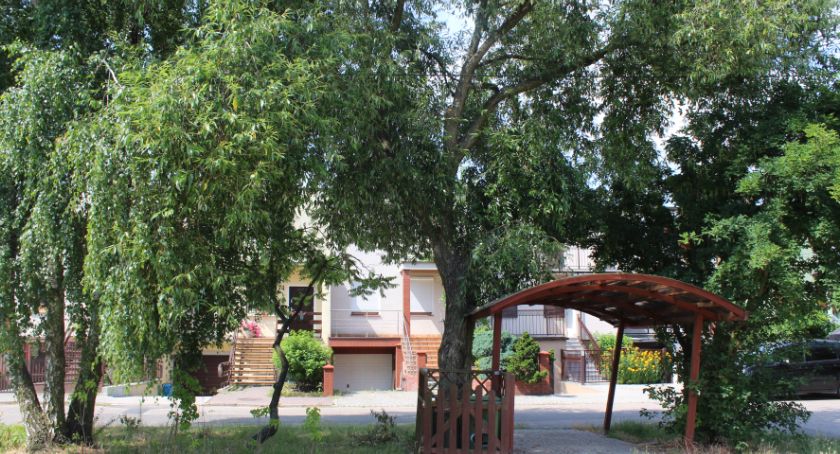 Chcą ratować każde drzewo