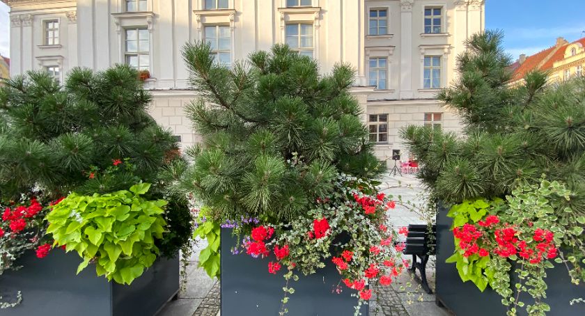 Kaliskie kwiaty, zieleń i... kolorowe rowery