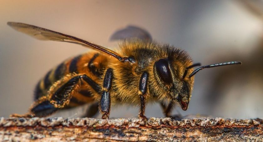 8 Sierpnia - Wielki Dzień Pszczół na Zawodziu