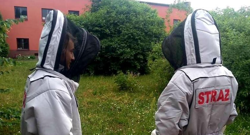 Częściej jechali usuwać gniazda os niż do pożarów czy wypadków