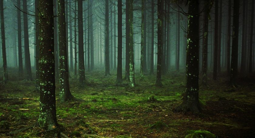Beztroska i bałagan. Czy Kalisz zapomniał, że ma las w Wolicy?